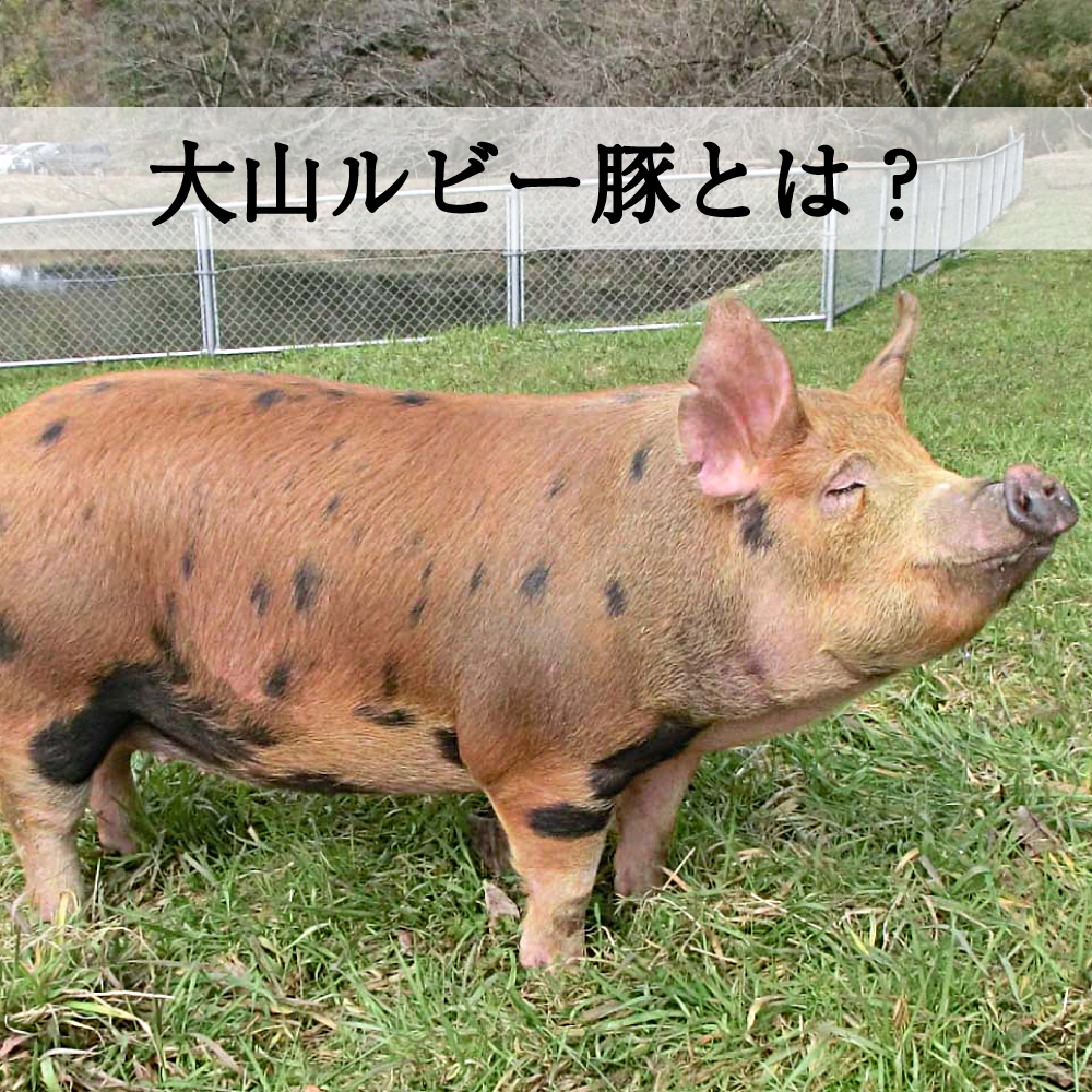 鳥取県のブランド豚「大山ルビー」